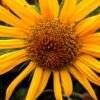Lesieur Sunflower Oil, 3L – Wholesale & Export UAE - wholesale supplier | AgroFoods Global