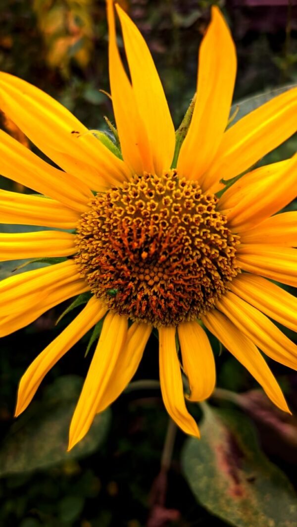 Lesieur Sunflower Oil, 3L – Wholesale & Export UAE - wholesale supplier | AgroFoods Global