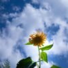Sunflower — Bulk & Wholesale Supply Sunflower Seeds - wholesale supplier | AgroFoods Global