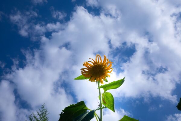 Sunflower — Bulk & Wholesale Supply Sunflower Seeds - wholesale supplier | AgroFoods Global