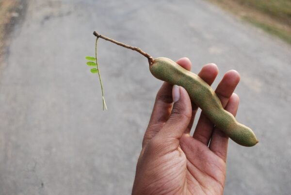 Sweet Tamarind 500g UAE – Fresh Thai Sweet Tamarind Wholesale Supplier Dubai - wholesale supplier | AgroFoods Global