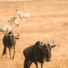 Kenya Tanzania Malawi Rwanda - wholesale supplier | AgroFoods Global