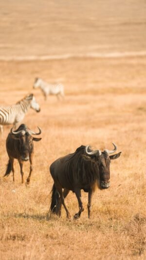 Kenya Tanzania Malawi Rwanda - wholesale supplier | AgroFoods Global