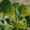 Big Colocasia Aravi UAE – Fresh Large Taro Root Dubai - wholesale supplier | AgroFoods Global
