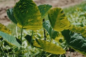 Big Colocasia Aravi UAE – Fresh Large Taro Root Dubai - wholesale supplier | AgroFoods Global