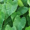 Wholesale Original Cut Fragrant Taro Slices - wholesale supplier | AgroFoods Global