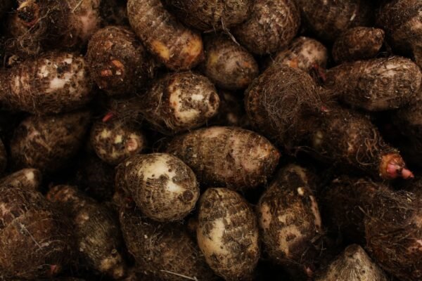 Gulgas (Aravi) UAE – Fresh Taro Root Wholesale Supplier Dubai - wholesale supplier | AgroFoods Global
