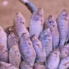 Red Tilapia Whole Round China Origin - wholesale supplier | AgroFoods Global