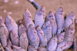 Red Tilapia Whole Round China Origin - wholesale supplier | AgroFoods Global
