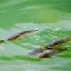 Premium Black Frozen Poisson Tilapia Fish - wholesale supplier | AgroFoods Global