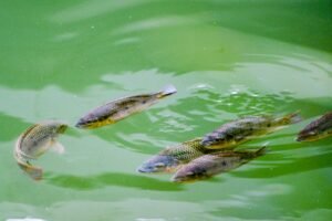 Premium Black Frozen Poisson Tilapia Fish - wholesale supplier | AgroFoods Global