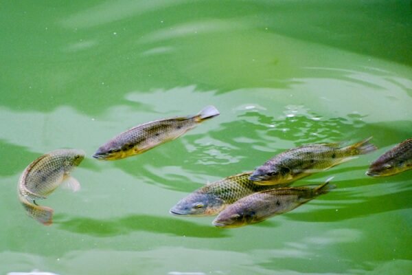 Premium Black Frozen Poisson Tilapia Fish - wholesale supplier | AgroFoods Global