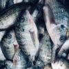 High Quality Frozen Tilapia Fish Wholesale - wholesale supplier | AgroFoods Global