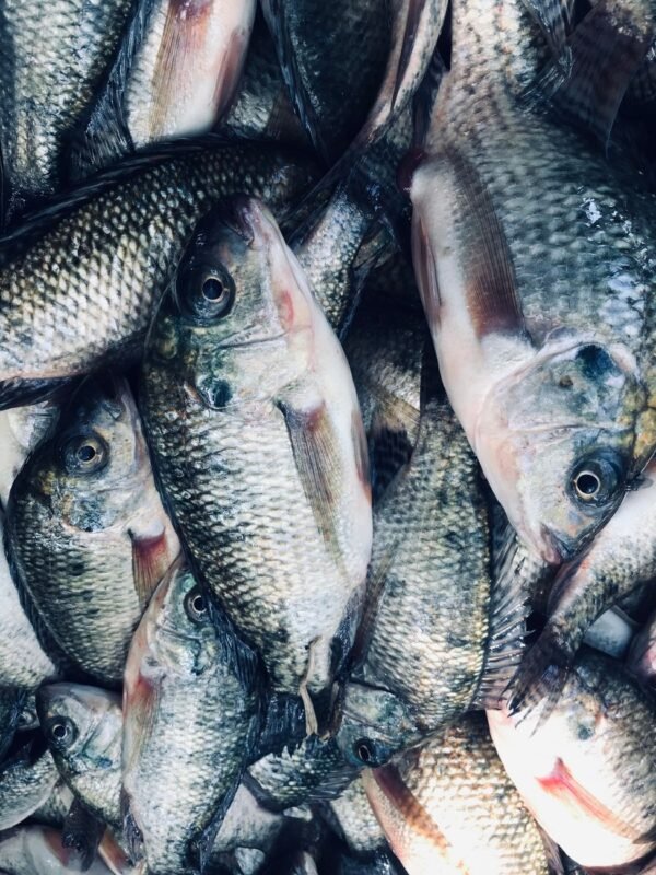 High Quality Frozen Tilapia Fish Wholesale - wholesale supplier | AgroFoods Global