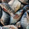 Frozen Red Tilapia Wr High Quality - wholesale supplier | AgroFoods Global