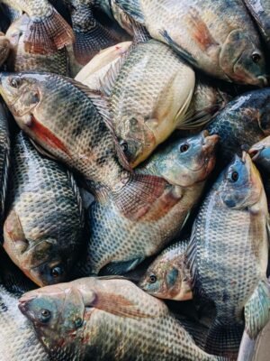 Frozen Red Tilapia Wr High Quality - wholesale supplier | AgroFoods Global