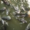 800 G Frozen Tilapia Fish for - wholesale supplier | AgroFoods Global