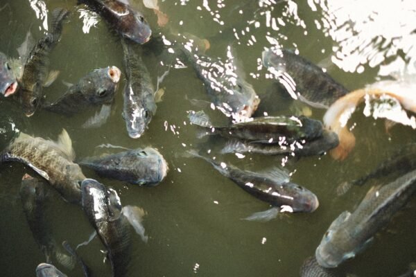 800 G Frozen Tilapia Fish for - wholesale supplier | AgroFoods Global
