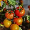 Tomato — Bulk & Wholesale Supply Round Tomato 500grm - wholesale supplier | AgroFoods Global