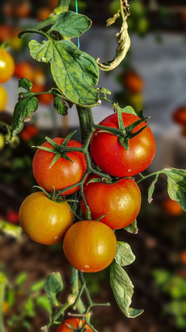 Tomato — Bulk & Wholesale Supply Round Tomato 500grm - wholesale supplier | AgroFoods Global
