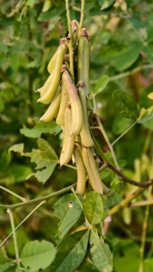Eastern Toor Dal 800g – Wholesale & Export UAE - wholesale supplier | AgroFoods Global