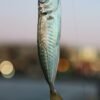 Trachurus — Bulk & Wholesale Supply Frozen Horse Mackerel Trachurus Japonicus Whole - wholesale supplier | AgroFoods Global