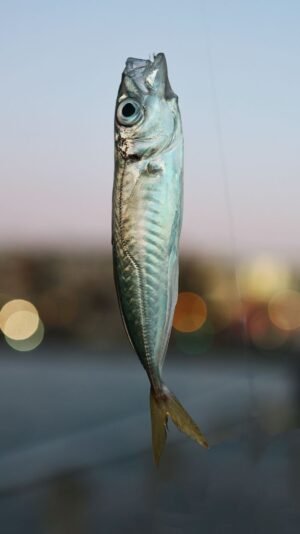 Frozen Horse Mackerel Trachurus Japonicus Whole - wholesale supplier | AgroFoods Global