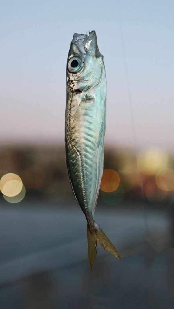 Trachurus — Bulk & Wholesale Supply Frozen Horse Mackerel Trachurus Japonicus Whole - wholesale supplier | AgroFoods Global