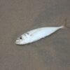 Frozen Horse Mackerel Trachurus Japonicus Whole - wholesale supplier | AgroFoods Global