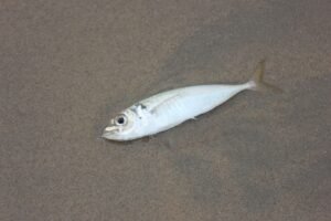 Frozen Horse Mackerel Trachurus Japonicus Whole - wholesale supplier | AgroFoods Global
