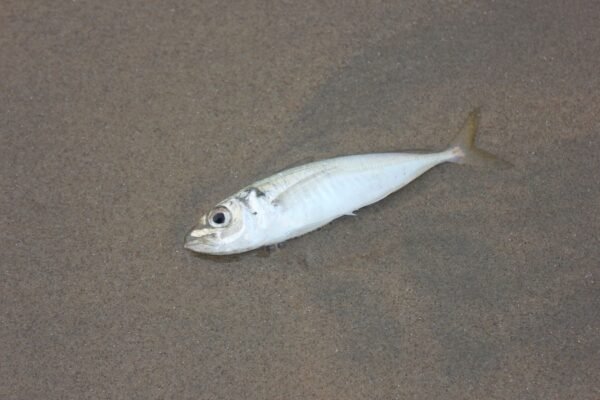 Frozen Horse Mackerel Trachurus Japonicus Whole - wholesale supplier | AgroFoods Global