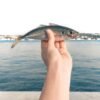 Trachurus — Bulk & Wholesale Supply Frozen Horse Mackerel Scad Fish Trachurus - wholesale supplier | AgroFoods Global