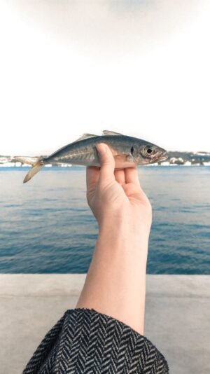 Frozen Horse Mackerel Scad Fish Trachurus - wholesale supplier | AgroFoods Global