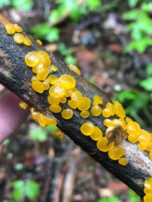 Tremella Mushroom White Fungus 100 Natural - wholesale supplier | AgroFoods Global