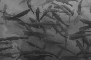 Frozen Trout Salmon Gutted High Quality - wholesale supplier | AgroFoods Global