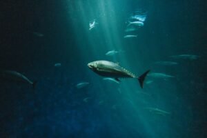Wholesale Tuna Canned Fish Canned Seafood - wholesale supplier | AgroFoods Global