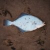 Frozen Turbot - wholesale supplier | AgroFoods Global