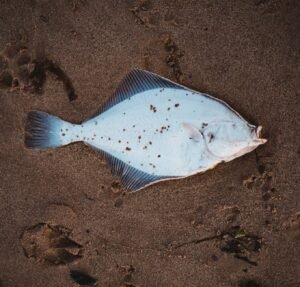 Frozen Turbot - wholesale supplier | AgroFoods Global