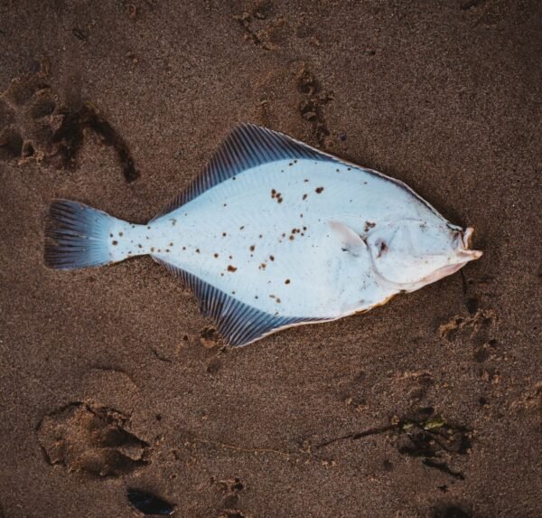 Frozen Turbot - wholesale supplier | AgroFoods Global