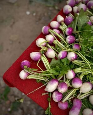 Turnip Lebanon - wholesale supplier | AgroFoods Global