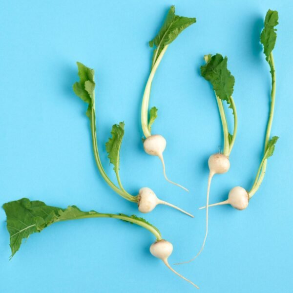 Agrilink Mini Turnip - wholesale supplier | AgroFoods Global