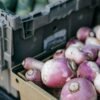 Turnip UAE – Fresh Turnips Wholesale & Supplier Dubai Abu Dhabi 2024 - wholesale supplier | AgroFoods Global