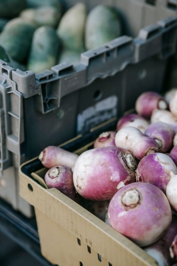Turnip UAE – Fresh Turnips Wholesale & Supplier Dubai Abu Dhabi 2024 - wholesale supplier | AgroFoods Global