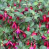 Uganda Organic Bourbon Vanilla Beans Premium - wholesale supplier | AgroFoods Global