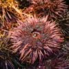 Urchin — Bulk & Wholesale Supply Freeze Dried Sea Urchin Roe Powder - wholesale supplier | AgroFoods Global