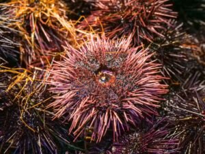 Freeze Dried Sea Urchin Roe Powder - wholesale supplier | AgroFoods Global