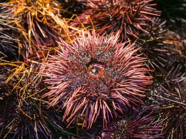 Urchin — Bulk & Wholesale Supply Freeze Dried Sea Urchin Roe Powder - wholesale supplier | AgroFoods Global
