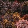 Frozen Sea Urchin Tongs - wholesale supplier | AgroFoods Global