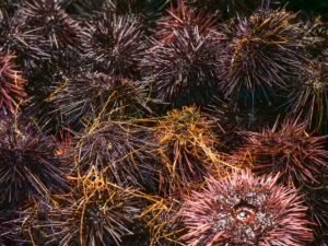Frozen Sea Urchin Tongs - wholesale supplier | AgroFoods Global