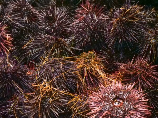 Frozen Sea Urchin Tongs - wholesale supplier | AgroFoods Global